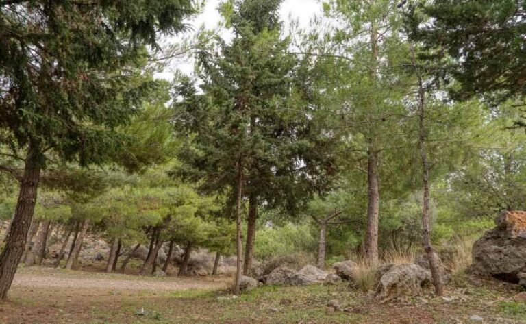 trees in the Keris forest