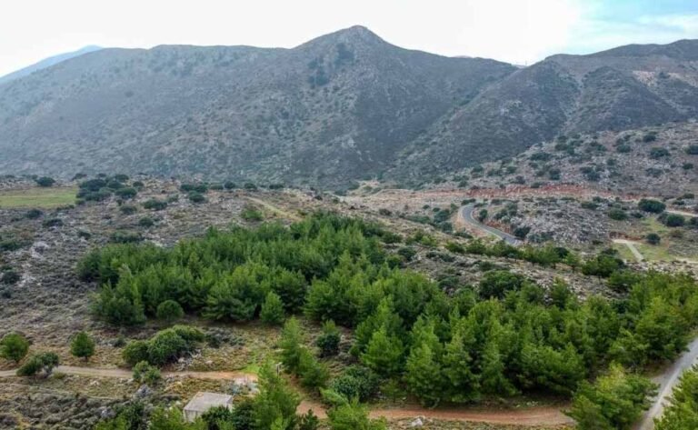 view of the Keris forest