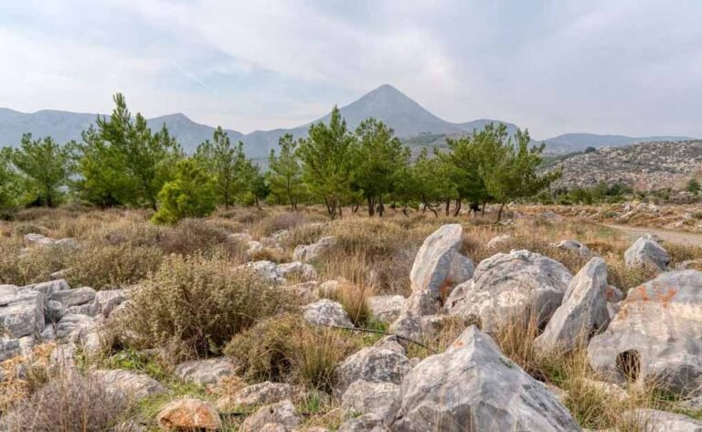 view of the Keris forest
