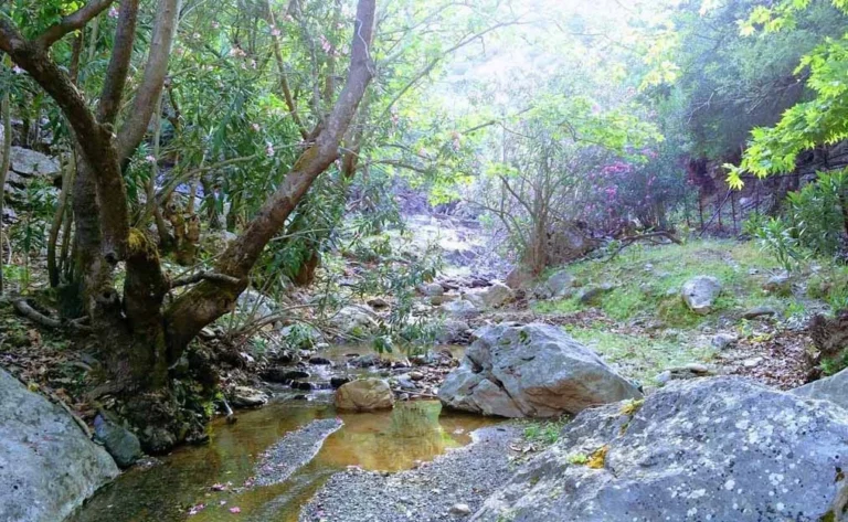 boggy terrain in the Almyra gorge
