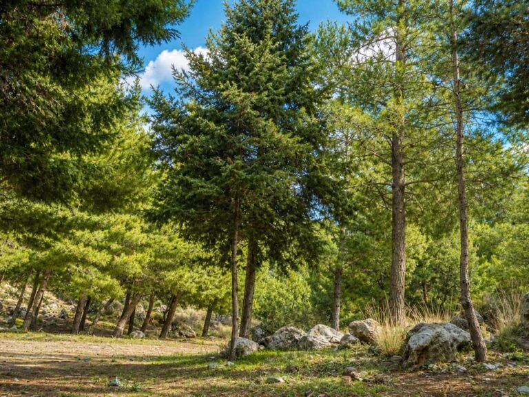 Keri-Forest-03